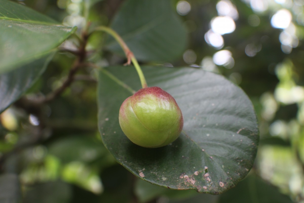 Dillenia retusa Thunb.